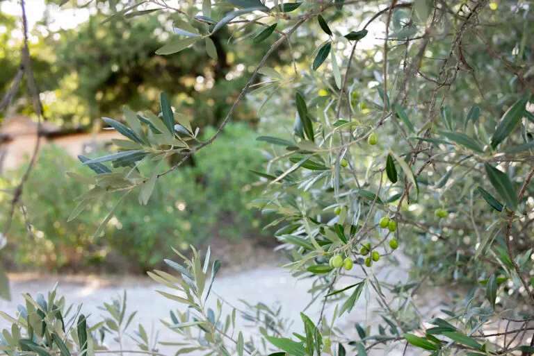 Olivenzweige im Sonnenlicht
